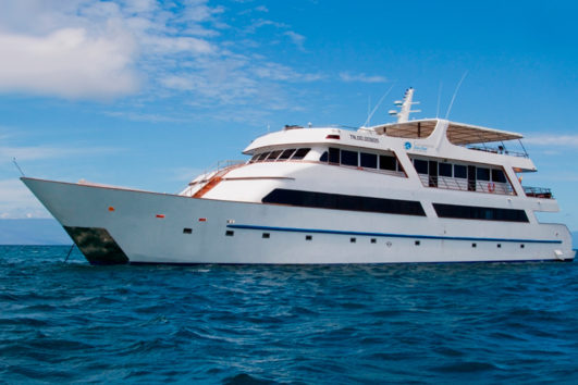Cruzeiro sea star galapagos feat