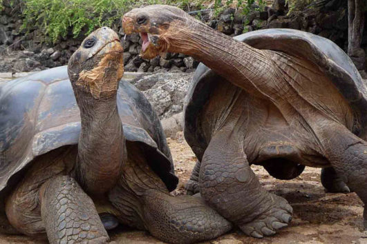 Viagens para galapagos 6 dias feat