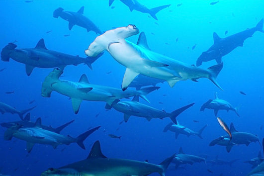 mergulhar em galapagos 5 dias feat