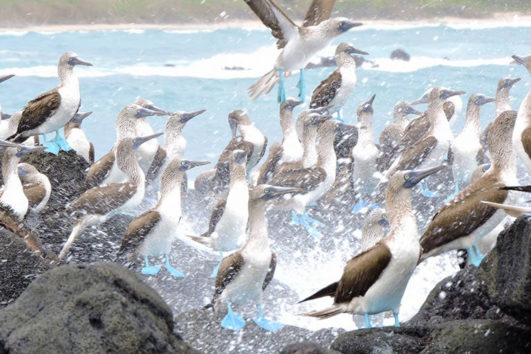 pacotes para galapagos 1