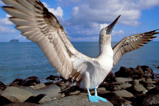 passeios em galapagos 5 dias feat