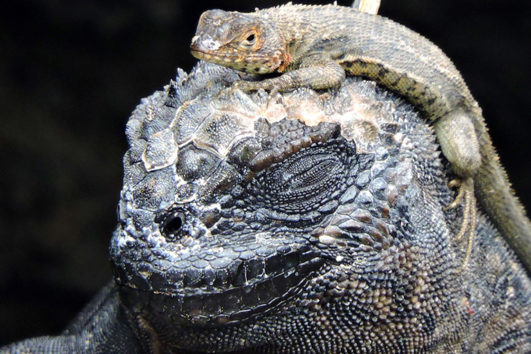 tours para galapagos 8 dias feat