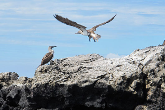 viagem para galapagos 8 dias feat