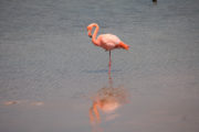 Laguna de los Flamingos