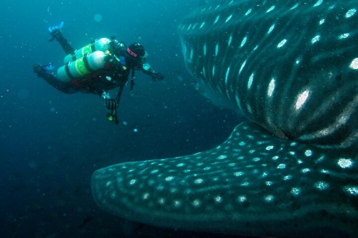 buceo en daphne-galápagos tour