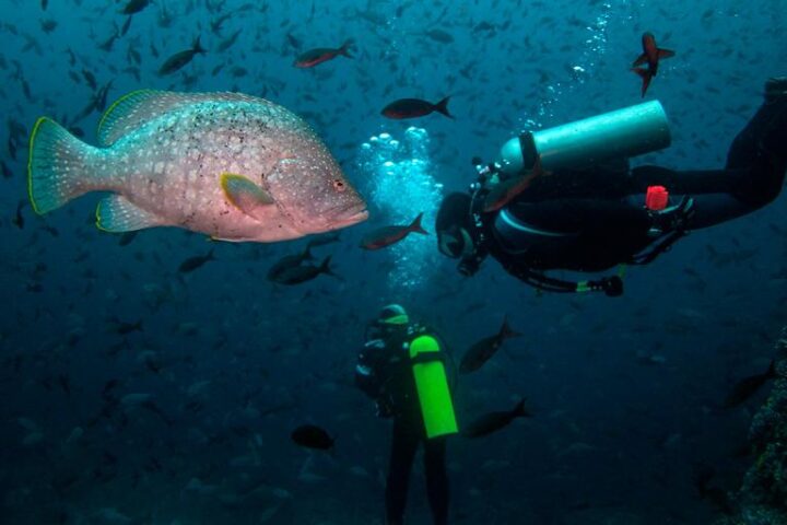 Buceo En Galápagos