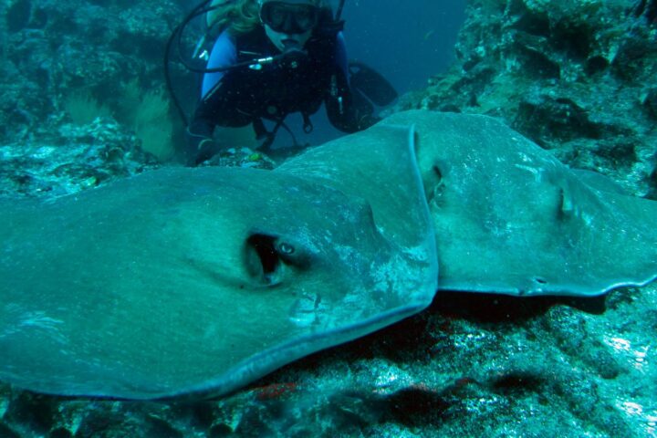 galápagos buceo cousin