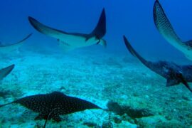 Buceo Islas Galápagos Floreana