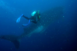 Islas Galápagos Buceo