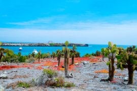 Tour diario a la isla Santa Fe Galapagos