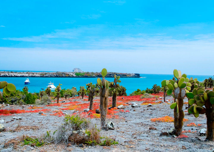 Tour diario a la isla Santa Fe Galapagos
