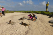 Tour Isla Española Galapagos crias leon