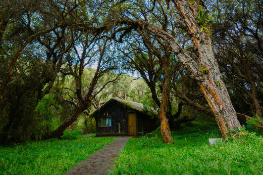 Polylepis Lodge Ecuador