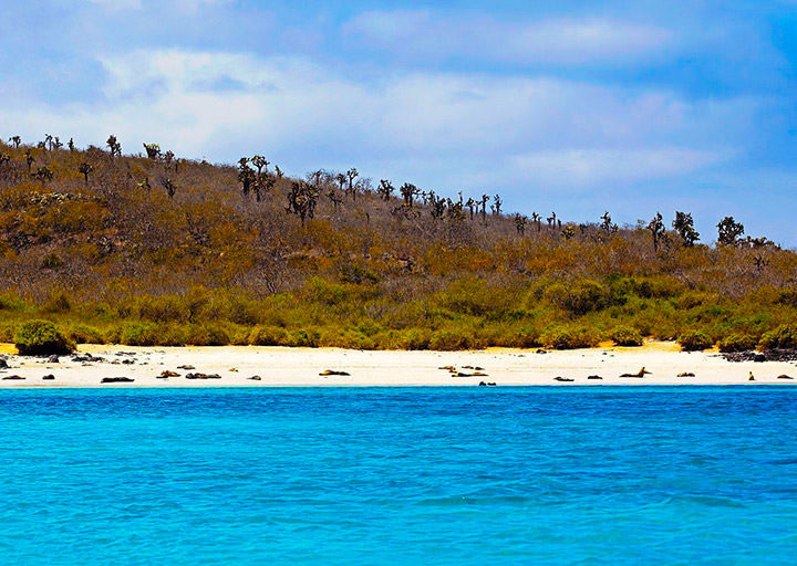 Isla Santa Fe Galapagos