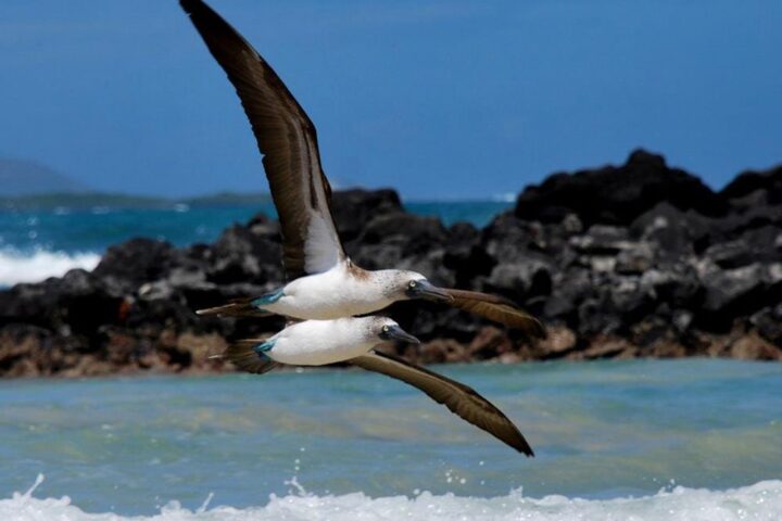 Gaviotas volando en la isla Isabela