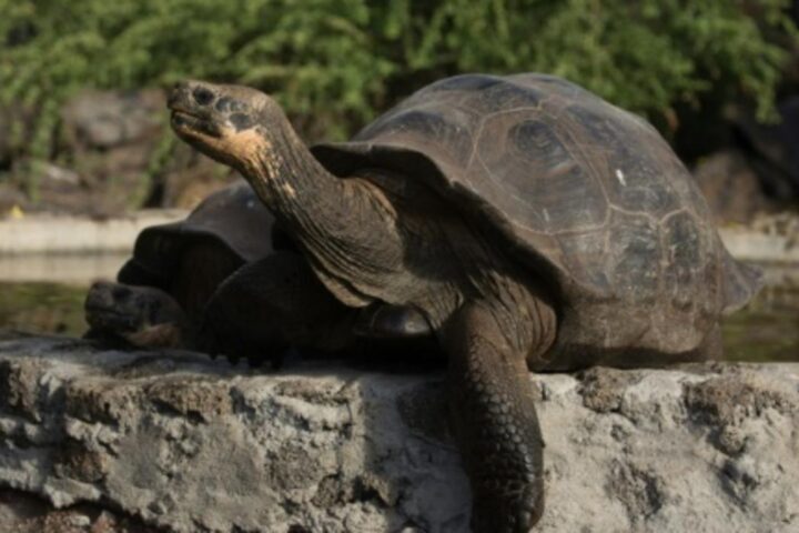 Criadero de Tortugas Gigantes