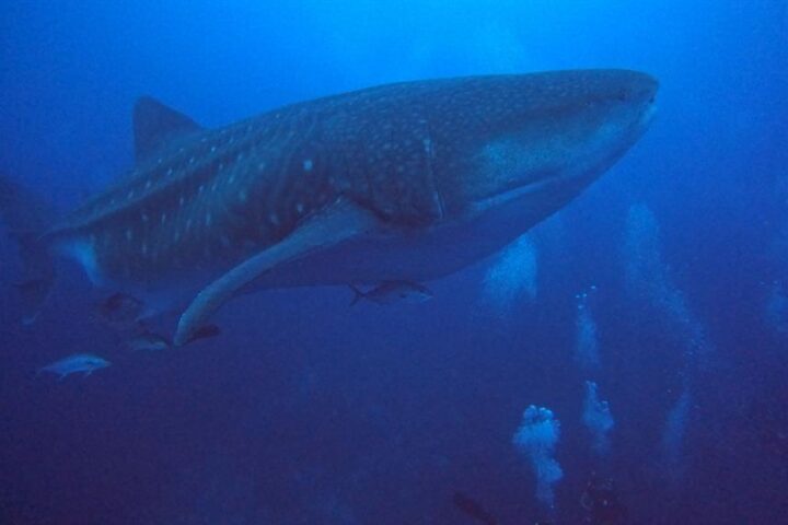 Buceo junto a ballena en Galaxy Diver II