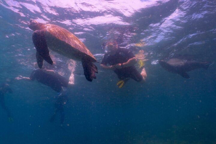 persona haciendo snorkel con tortuga marina