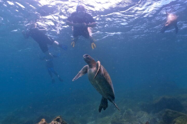 snorkel turistas con tortuga