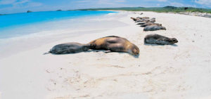 Tourisme aux Galapagos