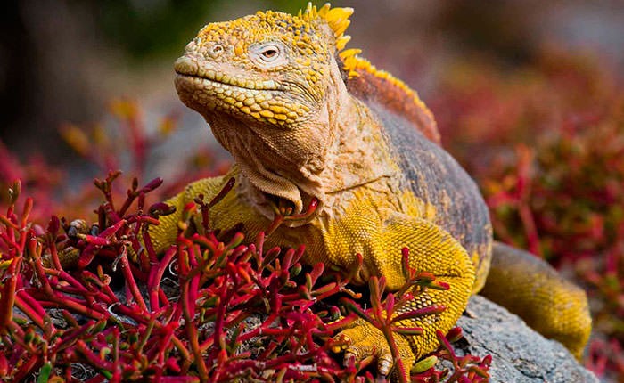 where are the galapagos islands iguana