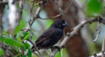 Darwin’s Finches Galapagos Islands: The birds of the evolution