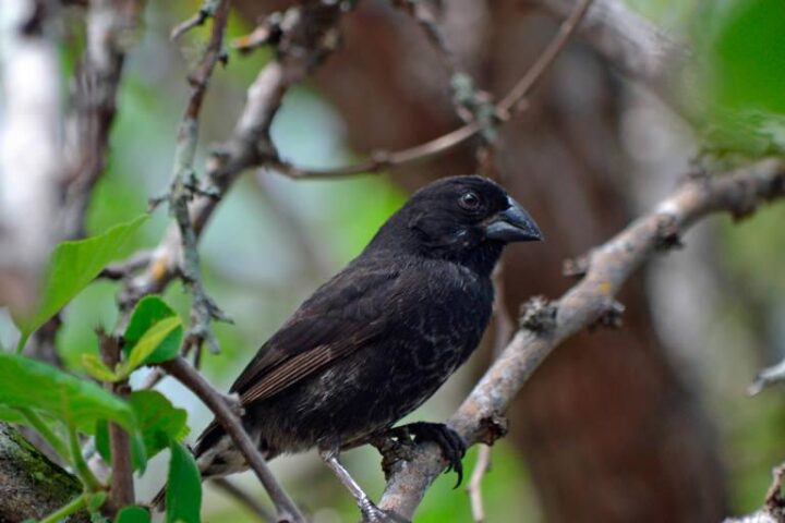 Darwin's Finches Galapagos Islands