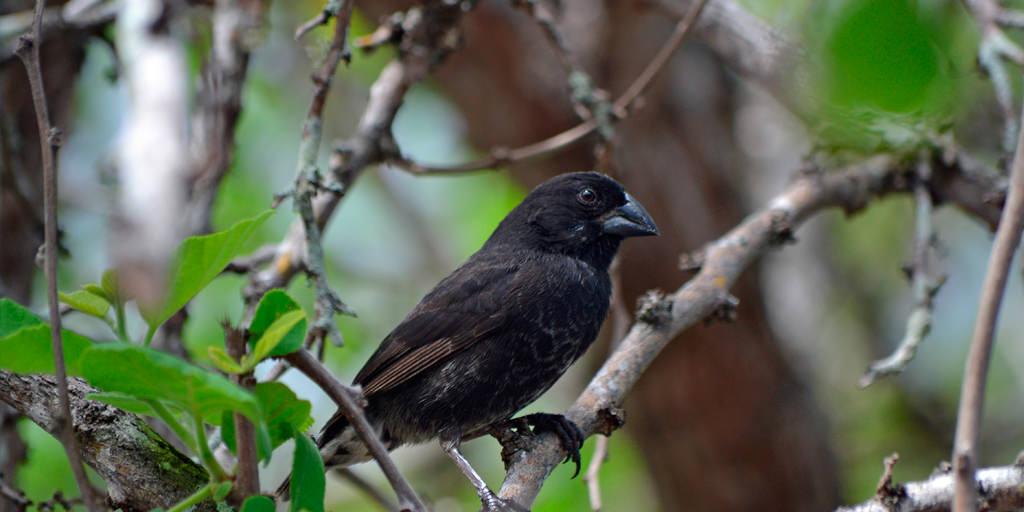 Darwin's Finches Galapagos Islands