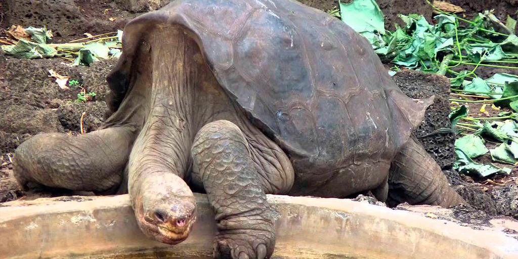 Famous Galapagos Tortoise