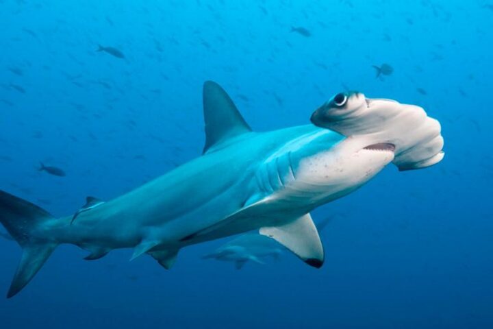 Galapagos Sharks