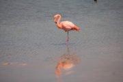 Flamingos Lagoon Galapagos - Tour View