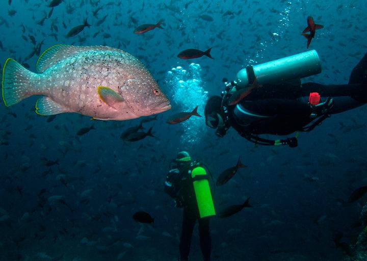 Diving Galapagos Islands