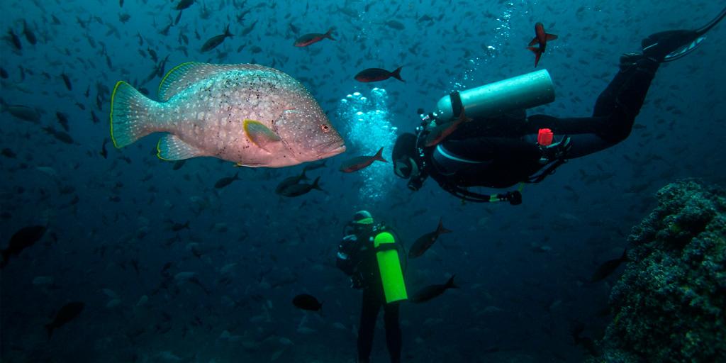 Diving Galapagos Islands