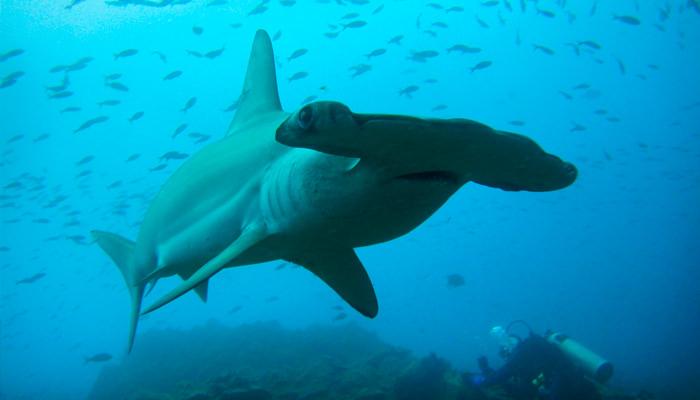 Galapagos Famous Animals: Hammerhead Shark