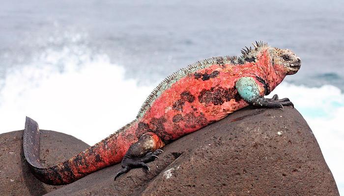 Galapagos Famous Animals: Marine Iguana