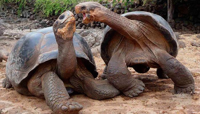 Galapagos Giant Tortoise Facts