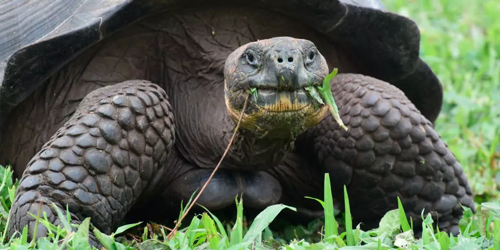 Galapagos Giant Tortoise Facts