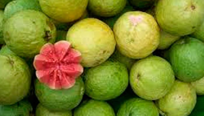 Galapagos Islands Fruits: Guava