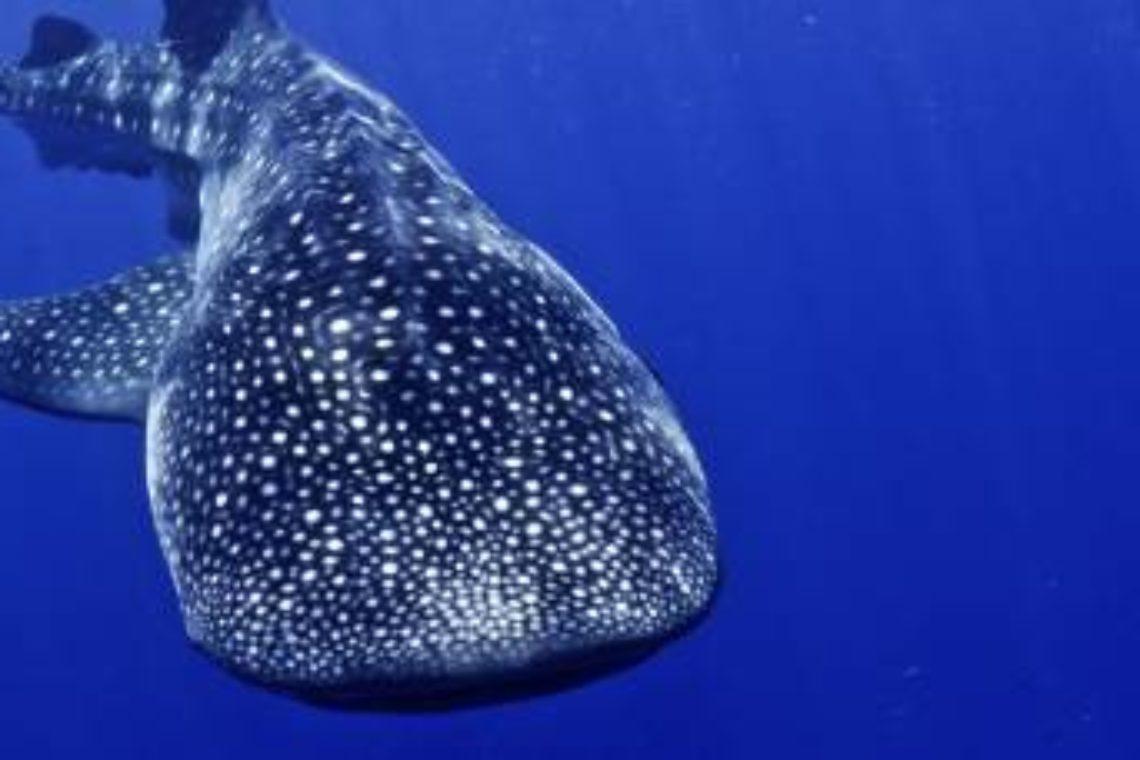 Galapagos Marine Sanctuary