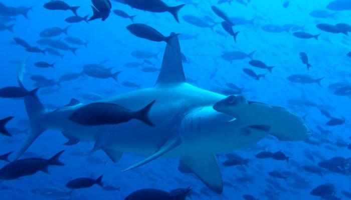 Galapagos Marine Sanctuary Shark