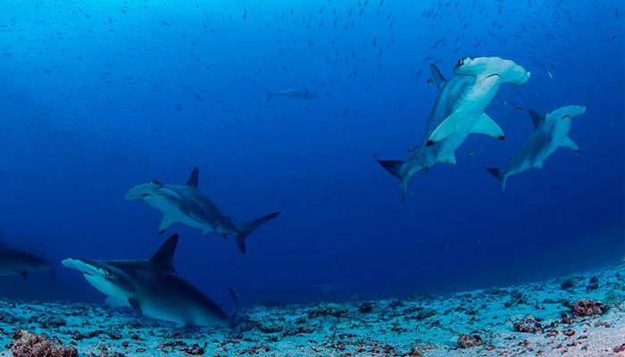 Galapagos Marine Sanctuary Sharks