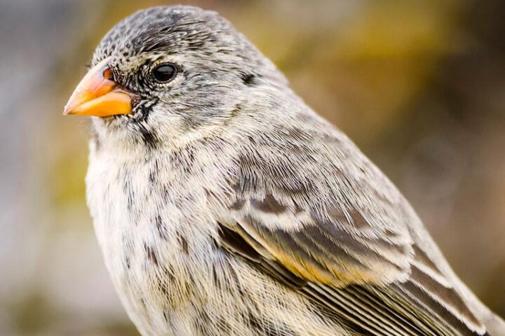 Albino Darwin's Finch