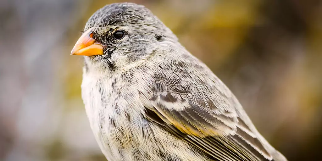 Albino Darwin's Finch