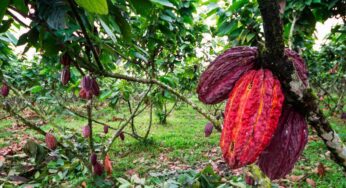 Cacao Trail Ecuador
