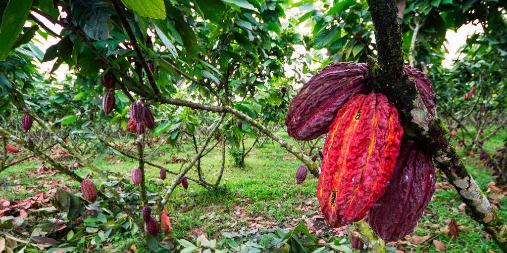 Cacao Trail Ecuador Tour