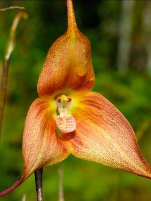 Ecuador Orchids