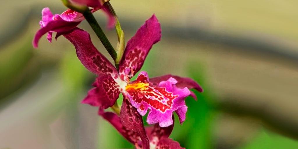 Ecuador Orchids