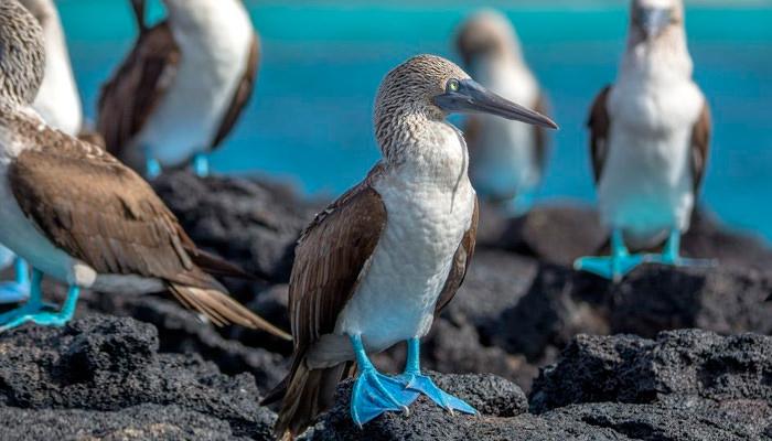 Interesting facts about-Red and Blue footed Boobies