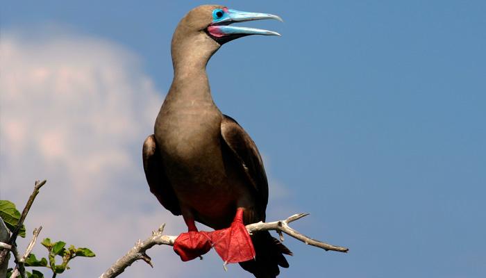Interesting facts about-Red and Blue footed Boobies