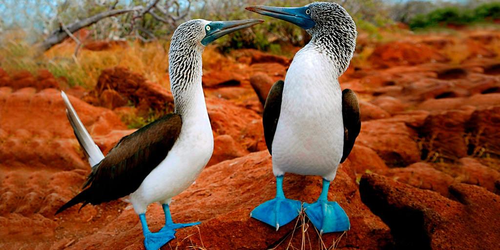 Interesting facts about-Red and Blue footed Boobies 2